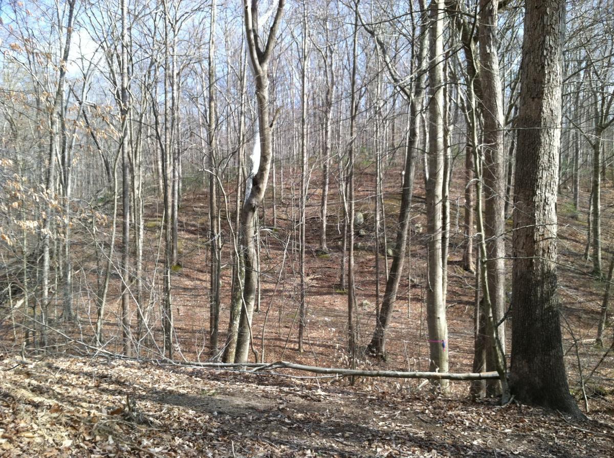A wooded landscape in early spring, featuring bare trees with a mix of thin branches and some fallen leaves on the ground. The scene captures a gently sloping hill in the background, with patches of earth visible among the trees. Bright blue skies can be seen above, suggesting a clear day. Fountainhead Regional Park mountain bike trail.