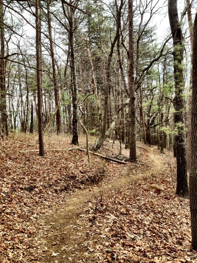 A winding dirt path through a wooded area, surrounded by tall trees and scattered dry leaves on the forest floor. The scene is peaceful, with a mix of barren branches and evergreen foliage, under a cloudy sky. Bull / Jake Mountain mountain bike trail.