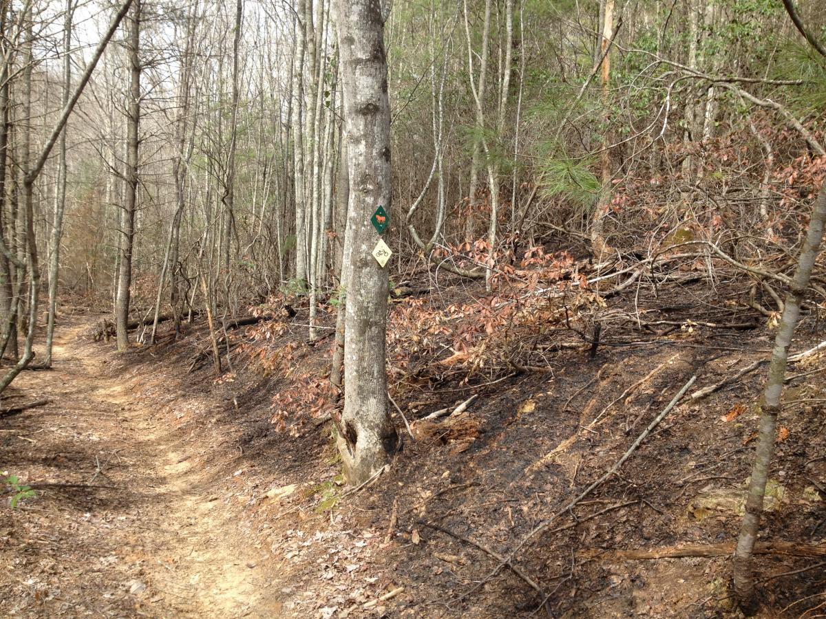 A hiking trail winding through a forest with bare trees and scattered brown leaves. A tree on the right displays trail markers indicating a biking path. The ground is uneven, showing signs of previous disturbance, with patches of burnt foliage on the hillside in the background. Jake to Bull Mountain Connecter mountain bike trail.