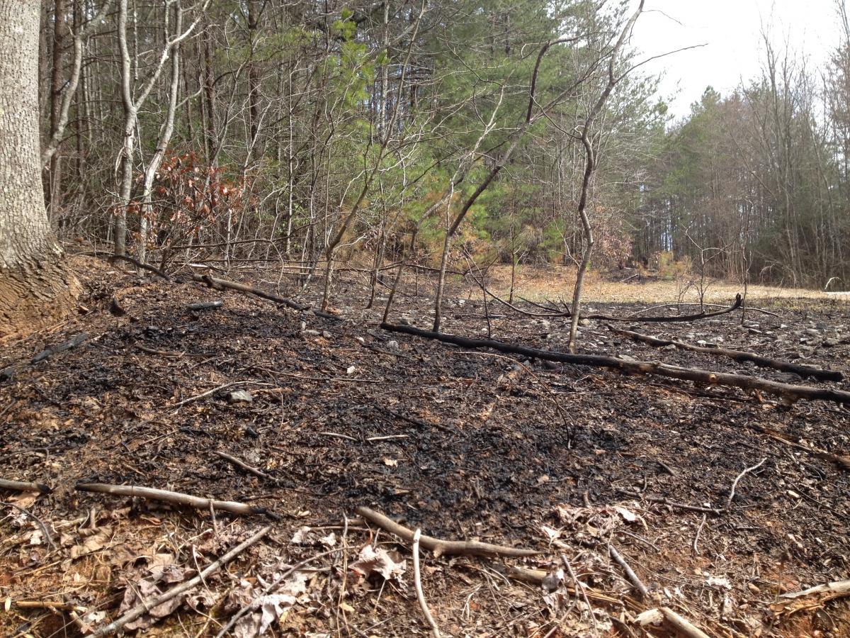 A forested area showing signs of recent fire damage. The ground is covered with charred earth, fallen sticks, and sparse vegetation, indicating a loss of plant life. Some green trees are visible in the background, contrasting with the burnt terrain in the foreground. Jake to Bull Mountain Connecter mountain bike trail.