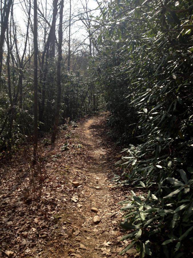 A narrow, winding trail through a forest, bordered by tall trees and dense underbrush. The ground is covered with leaves and small rocks, and sunlight filters through the branches above, creating a peaceful, natural atmosphere. Bull / Jake Mountain mountain bike trail.