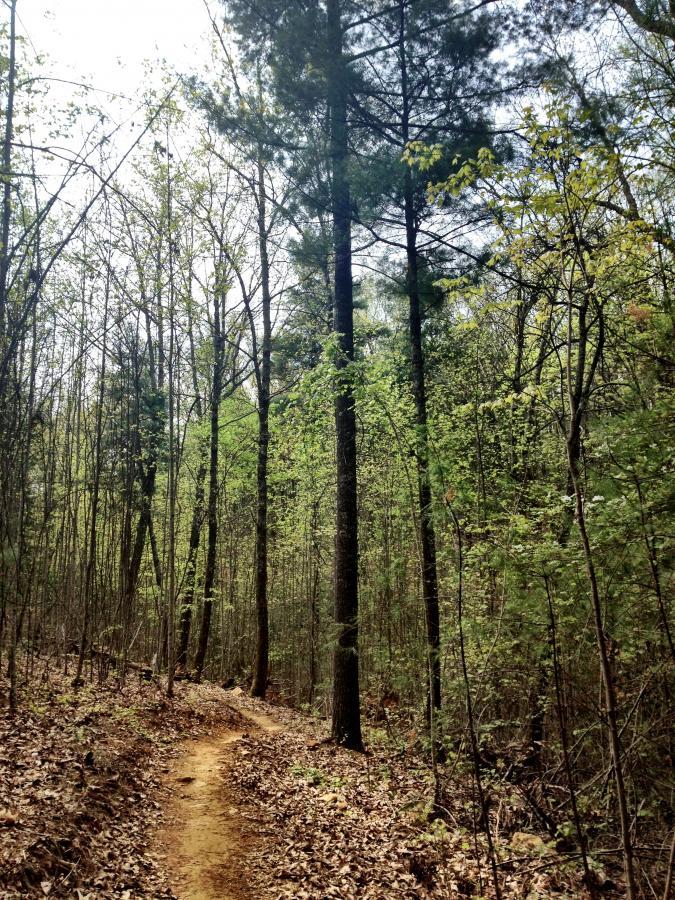 A winding dirt path through a forest, surrounded by tall trees with fresh green leaves. Sunlight filters through the branches, illuminating patches of the trail and creating a serene natural atmosphere. Dry leaves cover the ground on either side of the path. Bull / Jake Mountain mountain bike trail.