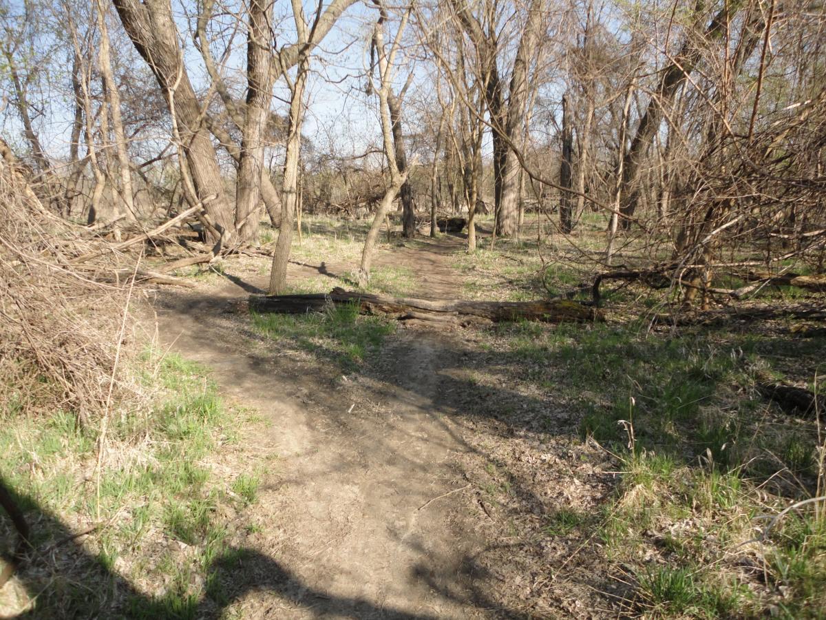 A dirt path winding through a wooded area with bare trees. The ground is mostly dry and covered with patches of grass, while fallen branches are visible along the trail. The scene is illuminated by soft sunlight, suggesting a clear day. Sycamore Trail mountain bike trail.