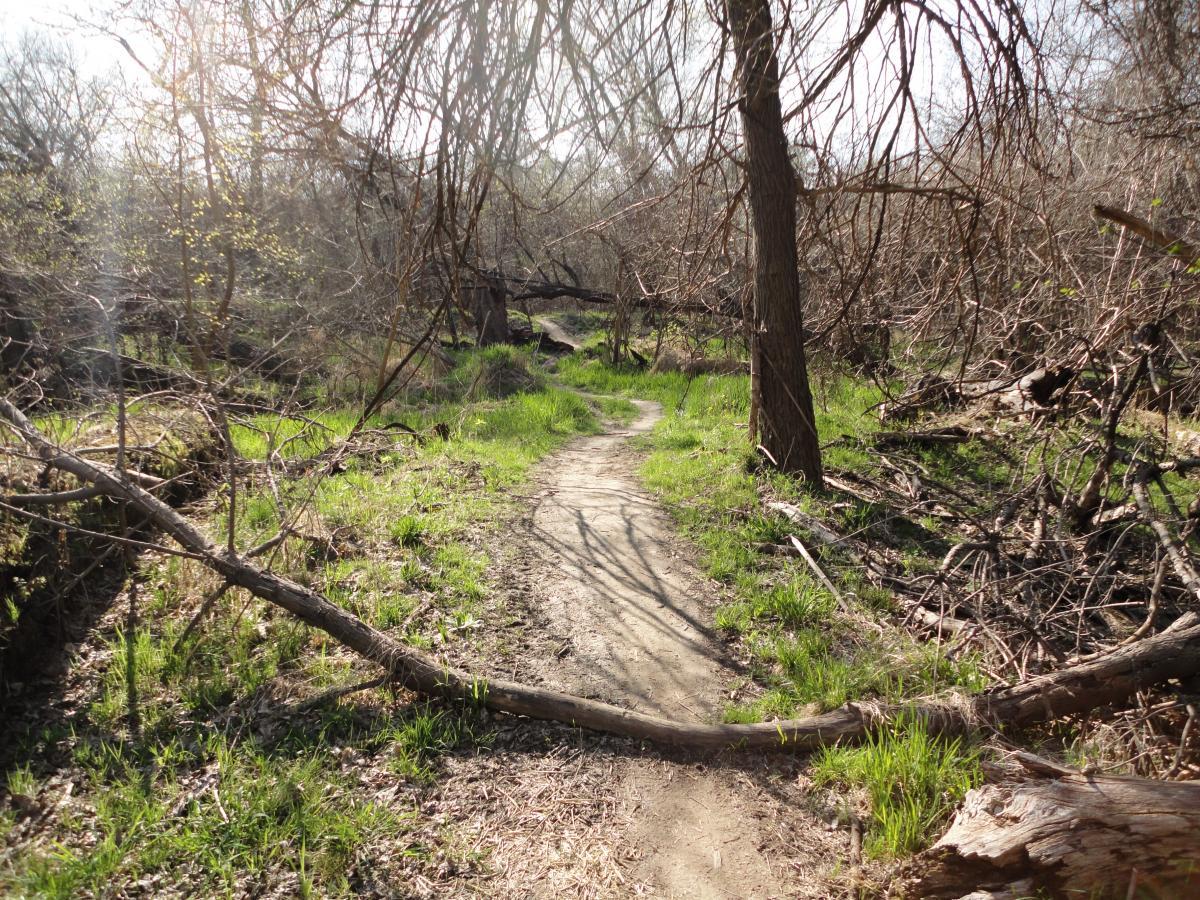 A narrow dirt path winding through a sunlit forest, surrounded by bare trees and patches of green grass. Sunlight filters through the branches, creating a serene and natural atmosphere. Fallen branches and twigs are scattered along the trail. Sycamore Trail mountain bike trail.