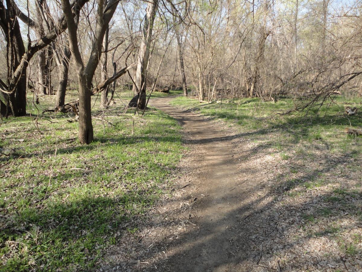 A winding dirt path leads through a sparse forest, with bare trees and patches of green grass on either side. Sunlight filters through the branches, illuminating fallen leaves and creating a tranquil outdoor scene. Sycamore Trail mountain bike trail.