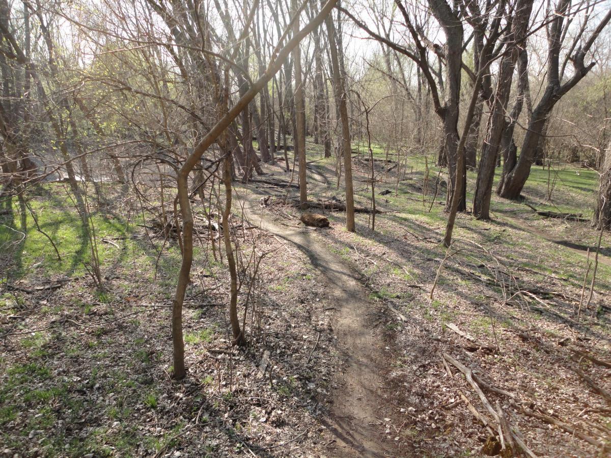 A winding dirt path through a forest, surrounded by bare trees and sparse underbrush. Sunlight filters through the branches, casting gentle shadows on the ground, which is scattered with fallen leaves and patches of green grass. Sycamore Trail mountain bike trail.