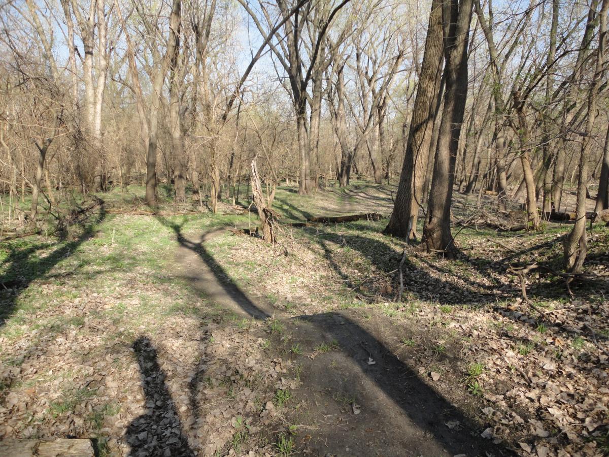 A serene forest path winding through a wooded area, lined with leafless trees and scattered dry leaves on the ground. Sunlight filters through the branches, creating shadows on the earth, with patches of green grass peeking through the underbrush. Sycamore Trail mountain bike trail.