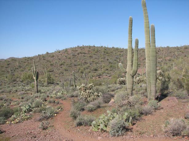 A sunlit desert landscape featuring tall saguaro cacti and a variety of shrubs and cacti on a gentle hillside. A dirt path winds through the vegetation under a clear blue sky. Cloudview mountain bike trail.