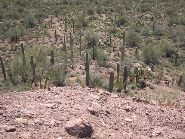 Aerial view of a desert landscape featuring numerous cacti and sparse vegetation, with rocky terrain in the foreground and a variety of green plants scattered throughout the area. Cloudview mountain bike trail.