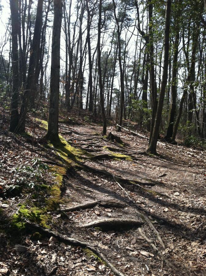 A winding dirt path through a forest, surrounded by tall trees with bare branches and patches of green moss covering exposed roots. The ground is covered in dry leaves, and sunlight filters softly through the canopy. Camden County College mountain bike trail.