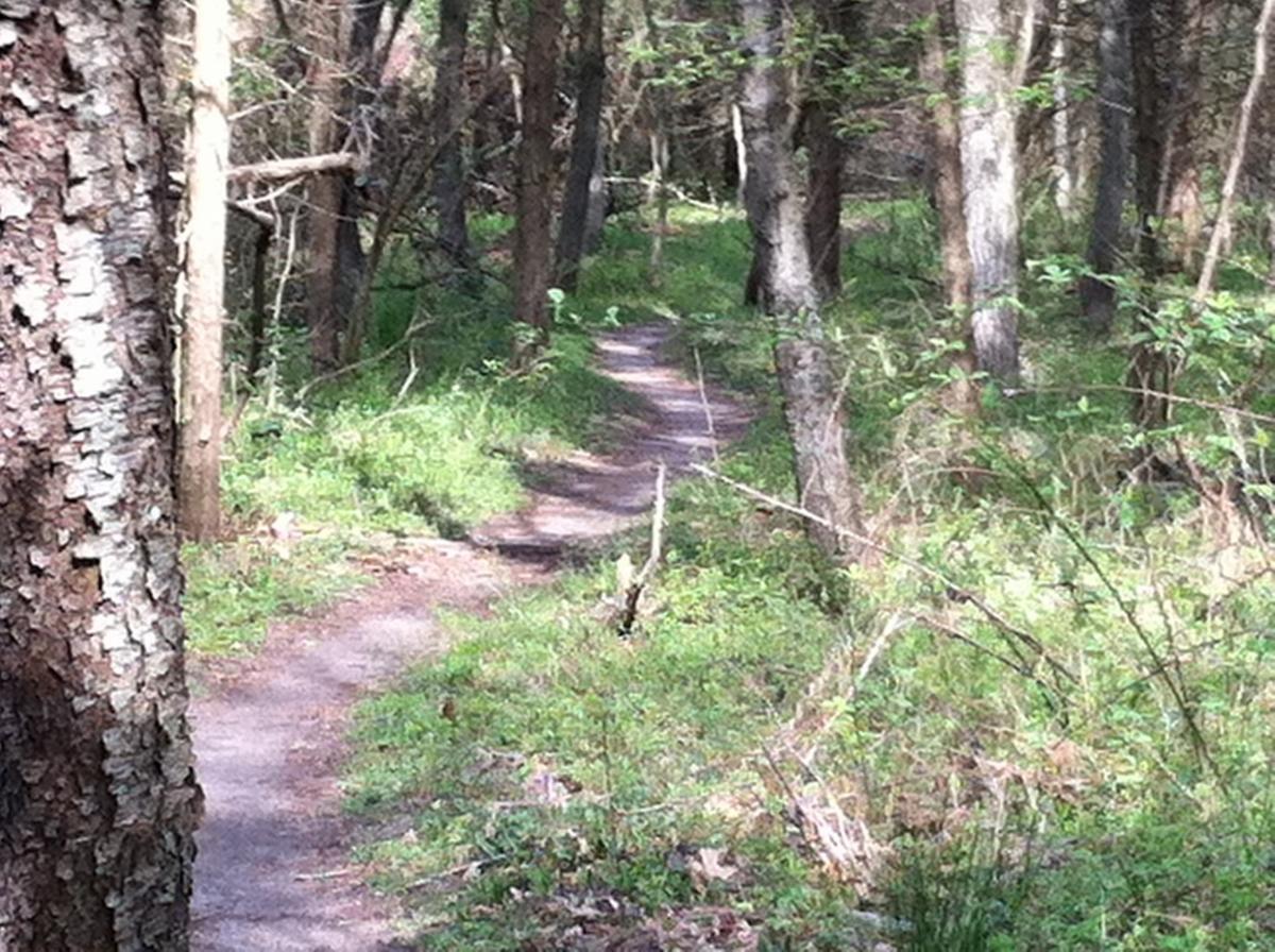 A winding dirt path surrounded by trees and greenery in a forest setting. Sunlight filters through the branches, illuminating the trail as it meanders into the distance. Camden County College mountain bike trail.