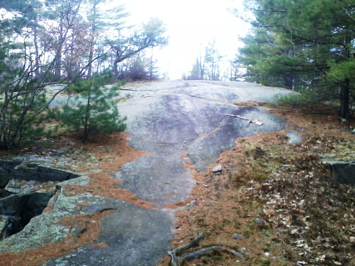 A rocky landscape with a sloped surface, surrounded by pine trees and scattered dried leaves. The scene captures a natural area, featuring a mix of exposed rock and patches of soil, under a cloudy sky. Clifford Park mountain bike trail.
