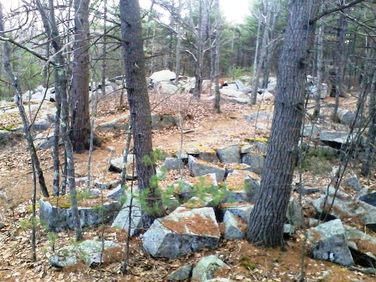 A rocky forest landscape featuring scattered boulders among tall trees and a carpet of fallen leaves, with patches of pine needles on the ground. The scene captures a tranquil, natural setting in a wooded area. Clifford Park mountain bike trail.