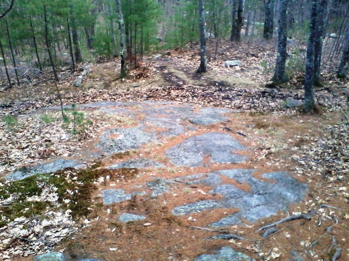 A rocky area in a forest, featuring patches of moss and fallen leaves, with pine trees in the background and a dirt path visible in the distance. Clifford Park mountain bike trail.