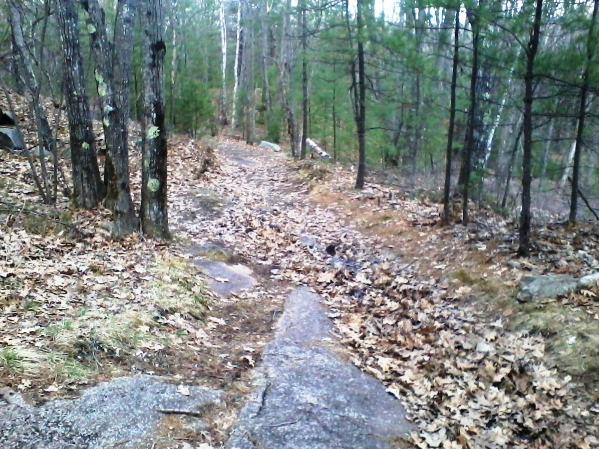 A forest trail covered with fallen leaves and flanked by trees. The path is partially rocky and winds through a wooded area with greenery in the background. Clifford Park mountain bike trail.