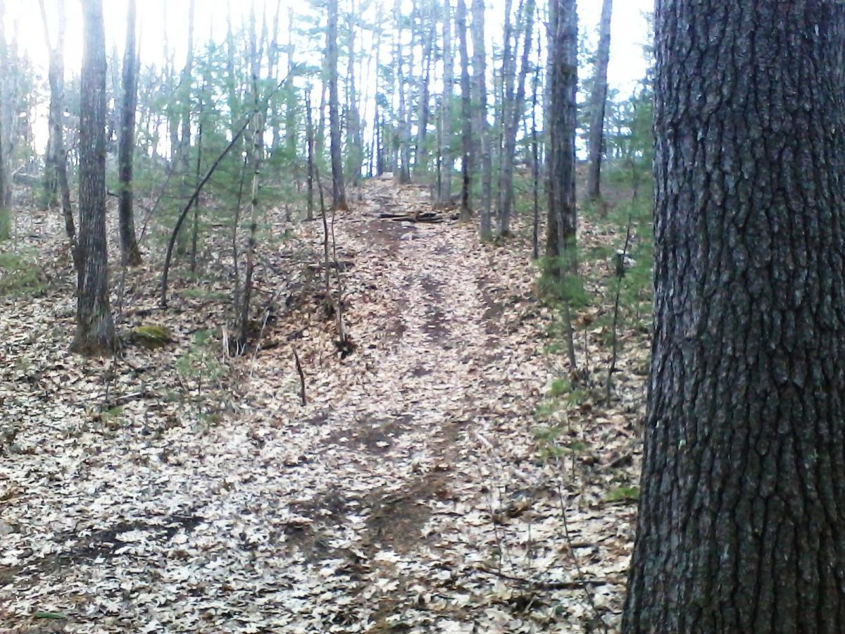 A narrow dirt path winding through a forest filled with trees. The ground is covered in a layer of dried leaves, and the atmosphere appears calm and quiet, with green foliage in the background. Clifford Park mountain bike trail.