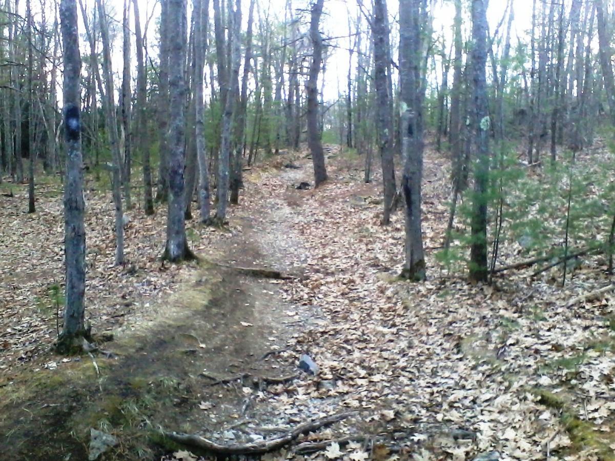 A dirt path winding through a forest, surrounded by tall trees with sparse leaves, and a carpet of fallen leaves on the ground. The scene is tranquil and natural, suggesting a peaceful hiking trail in a wooded area. Clifford Park mountain bike trail.