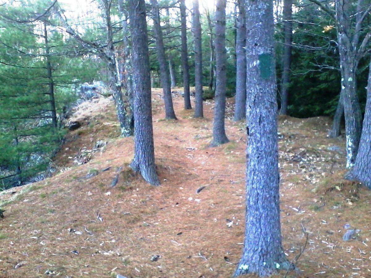 A forested trail lined with tall pine trees, featuring a carpet of fallen pine needles and scattered rocks. The scene is serene, with a gentle slope leading into the woods. Sunlight filters through the trees, creating dappled light on the ground. Clifford Park mountain bike trail.