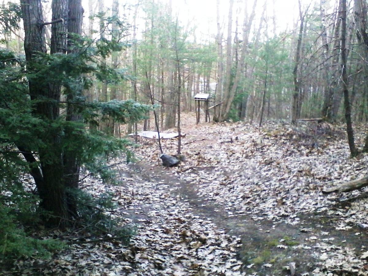 A wooded area with a dirt path covered in fallen leaves. To the left, there is a green shrub or small tree, and in the background, a bird feeder stands on wooden posts. The scene is tranquil and showcases a natural environment with tall trees in various stages of growth. Clifford Park mountain bike trail.