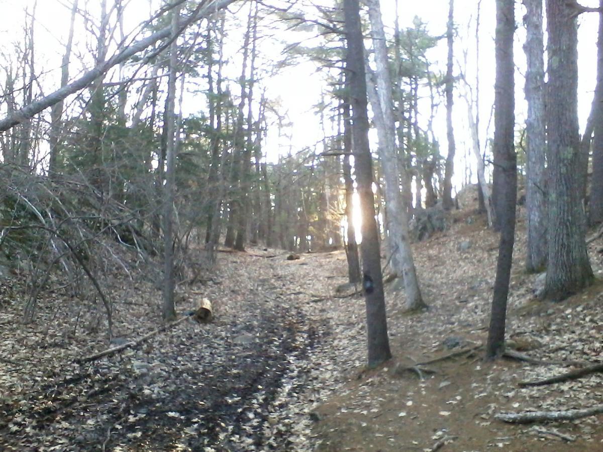 A serene forest path lined with tall trees, leading towards a soft, glowing light in the background, with scattered leaves on the ground and fallen branches along the trail. Clifford Park mountain bike trail.
