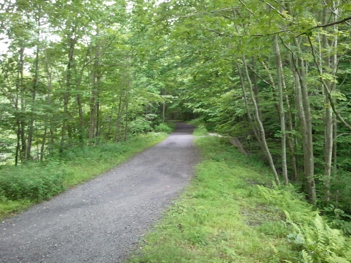 A gravel path winding through a dense forest, lined with lush green trees and ferns. The scene conveys a sense of tranquility and invites exploration. The path leads into the greenery, suggesting a peaceful journey ahead. Allamuchy State Park-North mountain bike trail.