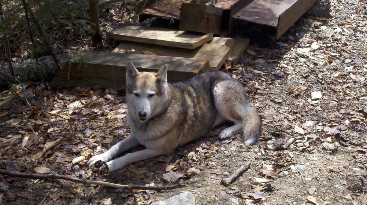 A grey and white dog lying on a bed of leaves and dirt near wooden planks, surrounded by trees. The dog has a relaxed posture, with its ears perked up and a calm expression. Greeley Pond Trail mountain bike trail.
