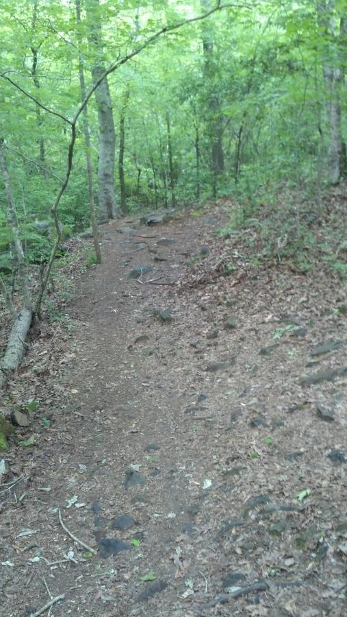 A winding dirt trail leads through a dense, green forest, with trees lining both sides. The ground is covered in leaves and small rocks, and sunlight filters through the canopy above, creating a serene, natural atmosphere. Anne Springs Close Greenway mountain bike trail.