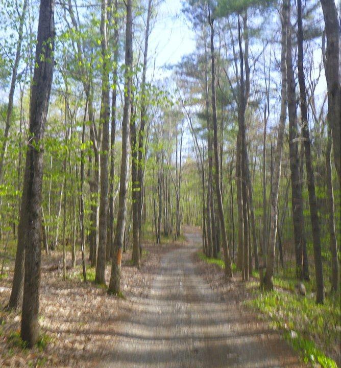 A serene forest path surrounded by tall trees with fresh green leaves, leading into the distance on a sunny day. The ground is a mixture of gravel and dirt, with some patches of fallen leaves and grass along the edges. Summerhaven mountain bike trail.