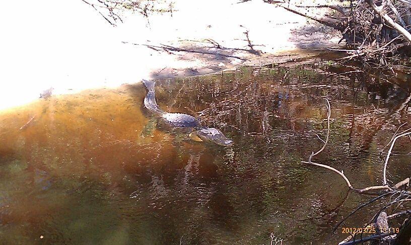 A crocodile partially submerged in a shallow, muddy body of water, surrounded by branches and trees. The water reflects the surrounding environment, creating a serene yet natural habitat. Little Big Econ State Forest mountain bike trail.