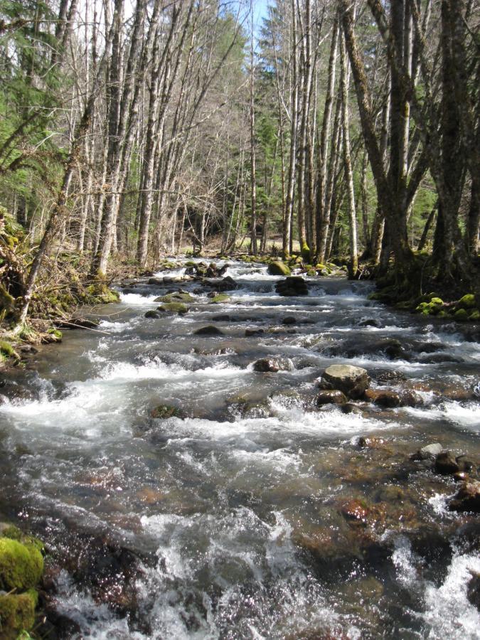 A serene river flowing through a forested landscape, flanked by tall, bare trees and lush greenery. The water is clear and bubbly, with smooth stones visible beneath the surface, creating a peaceful natural scene. Middle Fork Trail mountain bike trail.