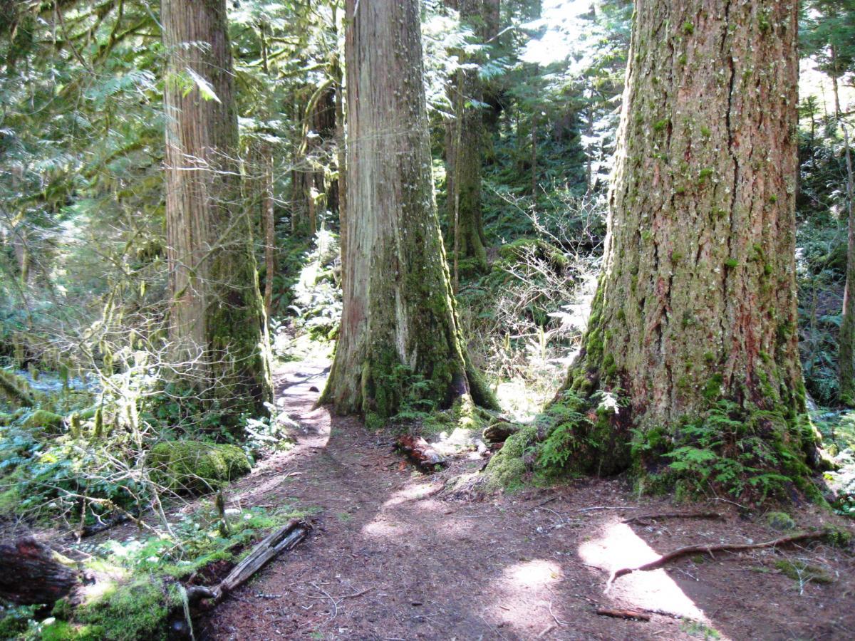 A serene forest pathway winding between towering trees covered in moss, with dappled sunlight filtering through the lush green foliage above. Mckenzie River Trail mountain bike trail.