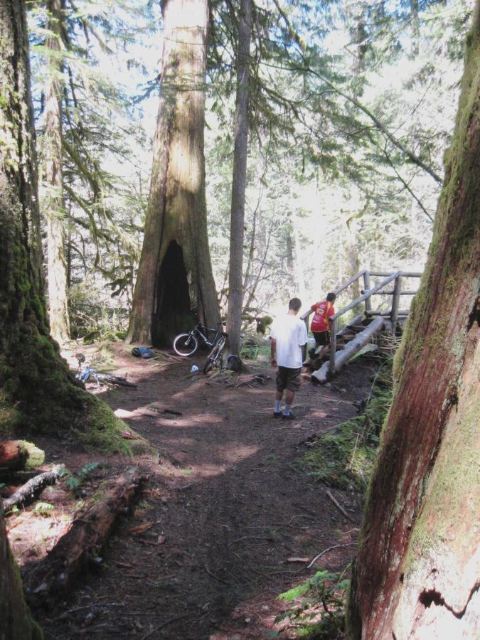 Two individuals walking in a sunny forest with large trees, one near a bike resting on the ground. A wooden bridge is visible in the background, with sunlight filtering through the leaves, creating a serene and natural environment. Mckenzie River Trail mountain bike trail.