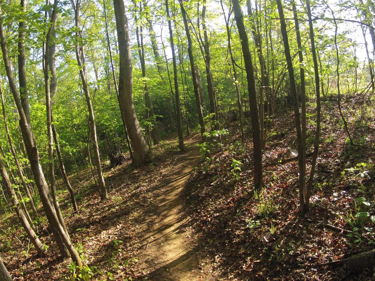 A winding dirt path through a sunlit forest, surrounded by tall trees and vibrant green foliage, with scattered leaves on the ground. Allatoona Creek Park mountain bike trail.