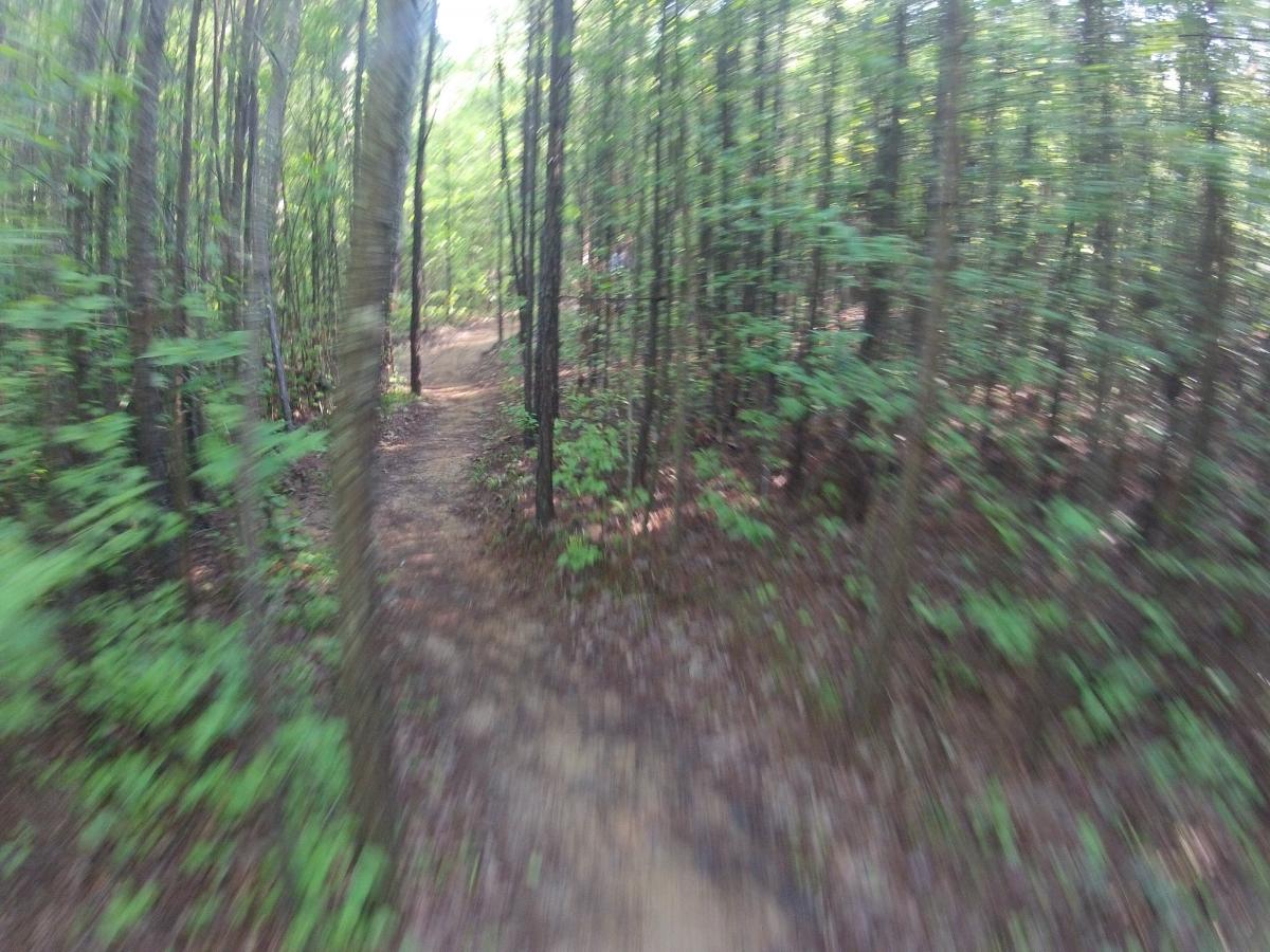 A blurred image of a winding hiking trail through a densely wooded forest, surrounded by tall trees and vibrant green foliage. Sunlight filters through the leaves, creating a dappled effect on the ground along the path. Allatoona Creek Park mountain bike trail.