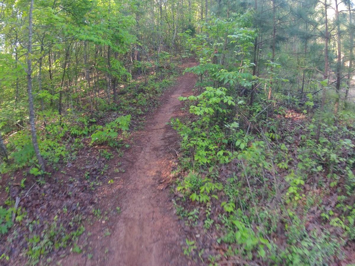 A narrow dirt trail winding through a lush green forest, lined with various trees and leafy plants. The sunlight filters through the foliage, creating a serene and inviting atmosphere for hikers. Allatoona Creek Park mountain bike trail.