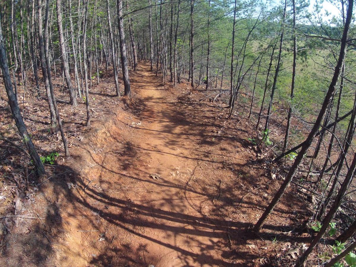 A sandy hiking trail winding through a dense forest of pine trees, with sunlit shadows casting on the path. The trail is flanked by lush greenery and fallen leaves, leading into the distance. Allatoona Creek Park mountain bike trail.