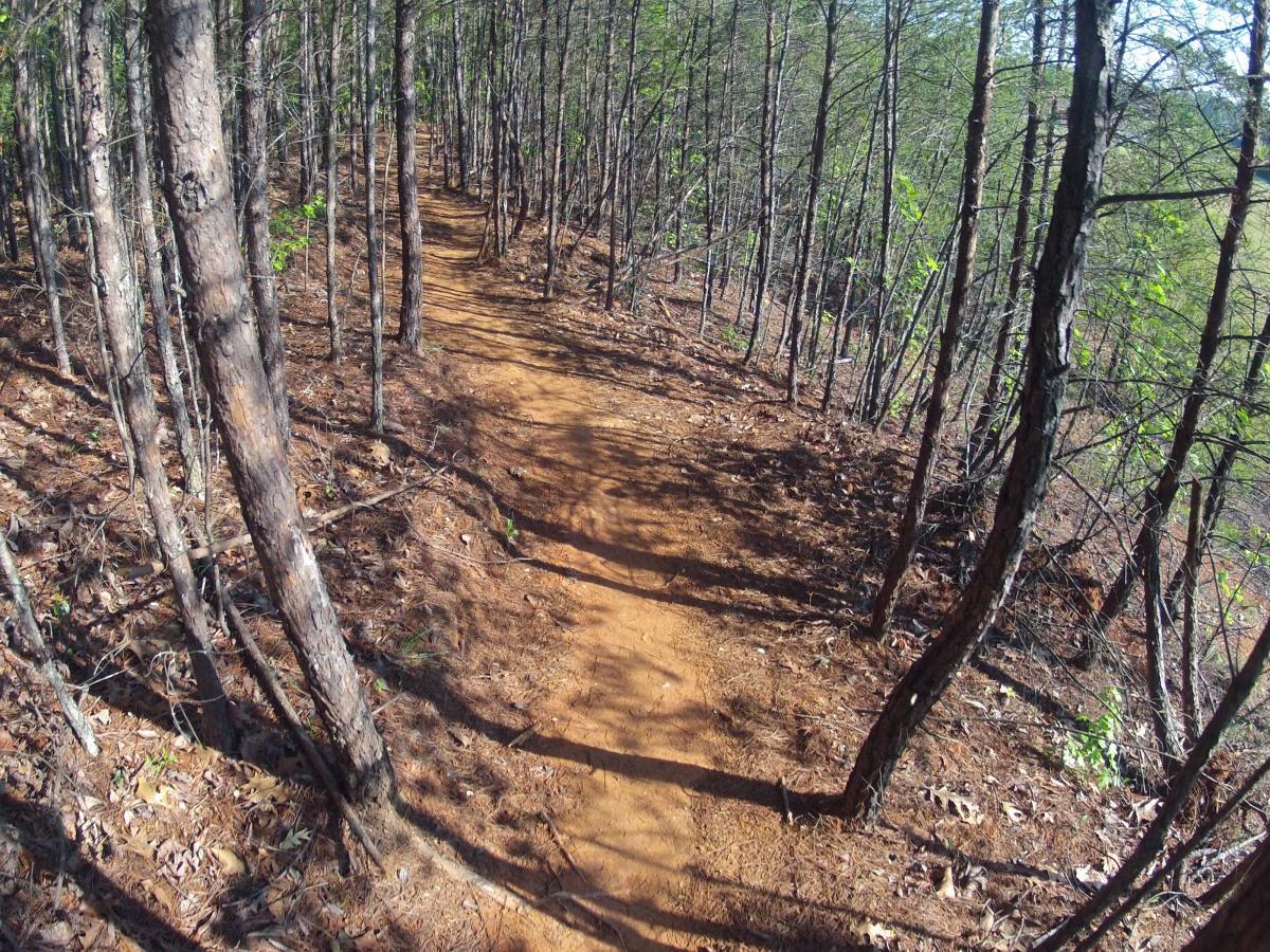 A winding dirt trail surrounded by tall, slender trees and scattered leaves, leading through a forested area on a sunny day. The path is lined with earthy tones and greenery, creating a serene natural setting. Allatoona Creek Park mountain bike trail.