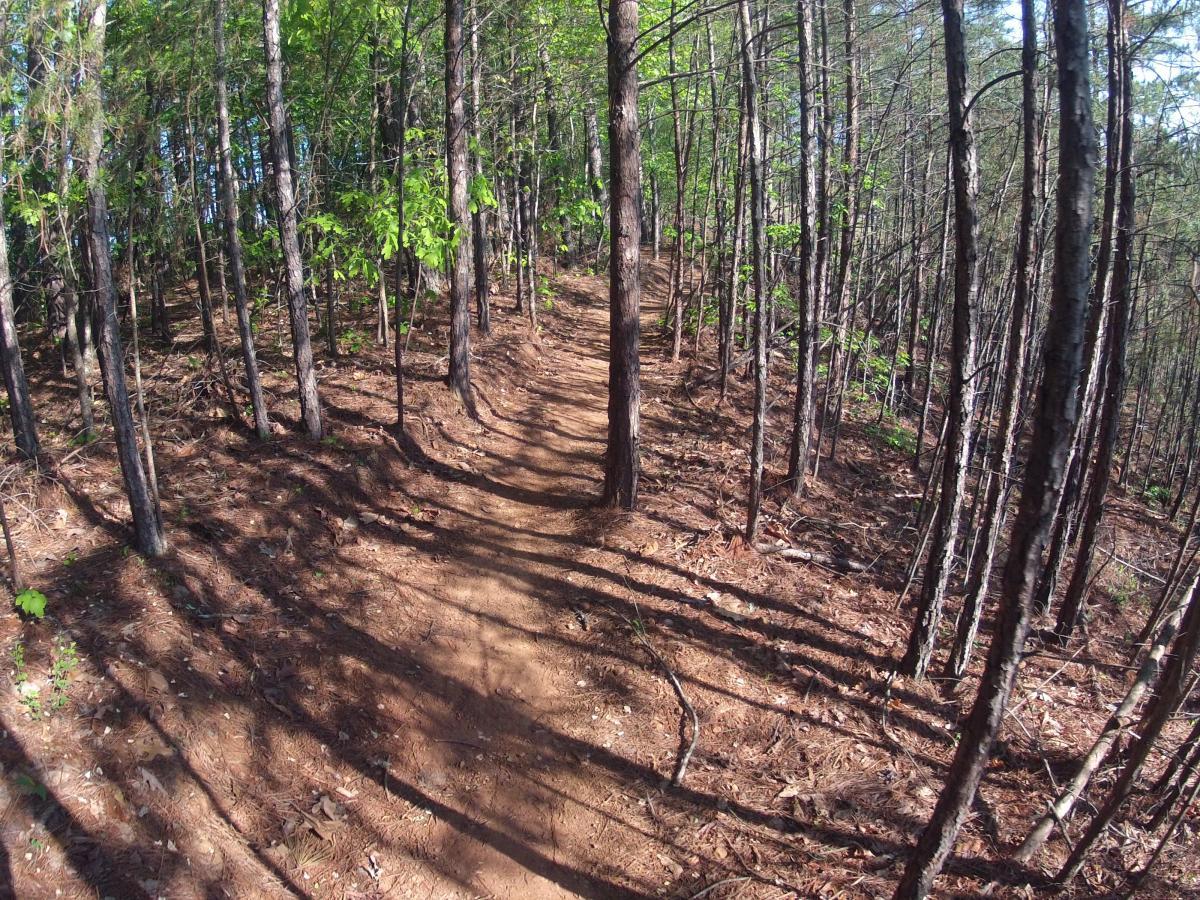 A winding dirt path surrounded by tall trees with vibrant green leaves and dappled sunlight casting shadows on the ground. Allatoona Creek Park mountain bike trail.