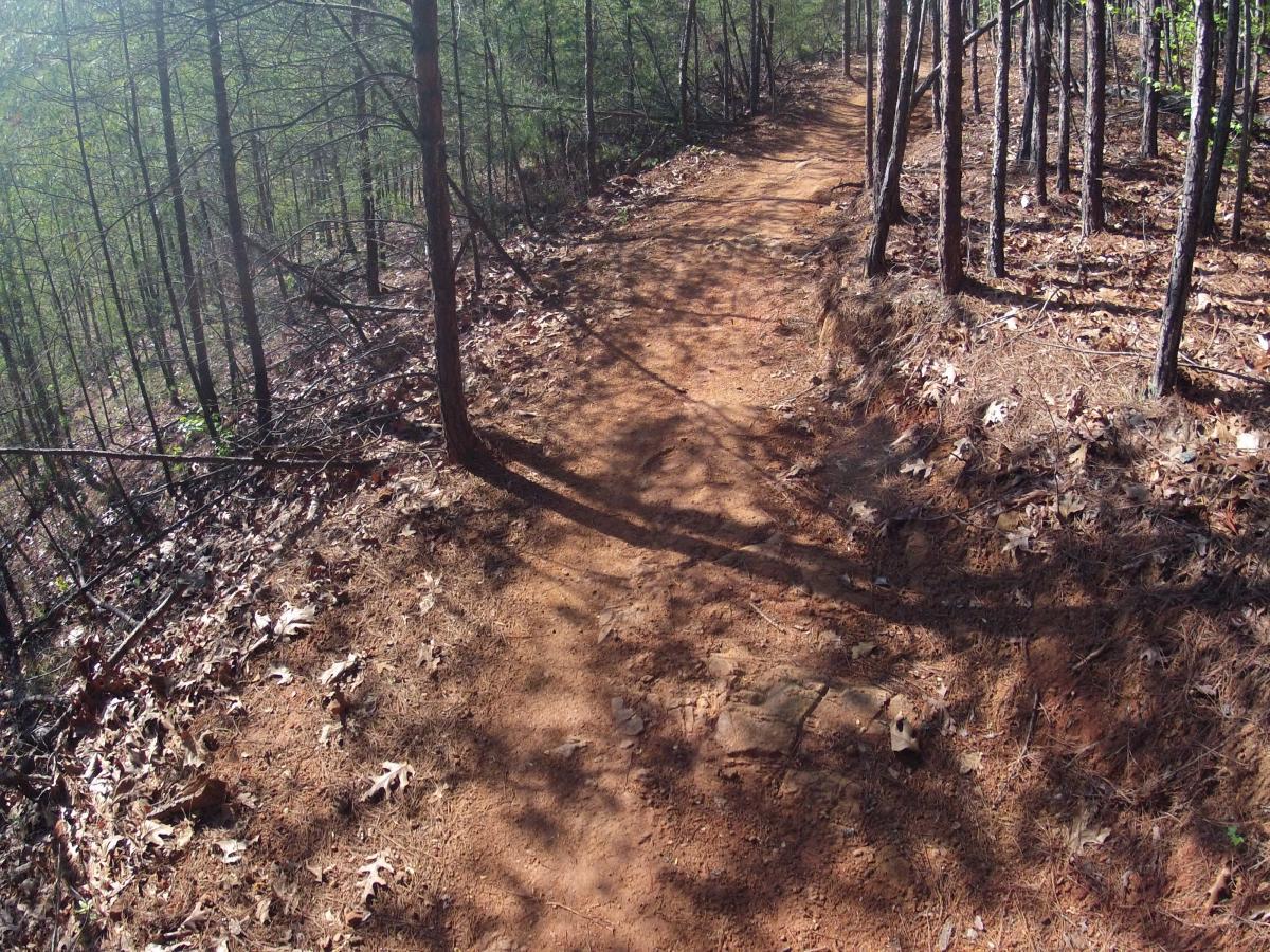 A winding dirt trail surrounded by dense trees, with scattered leaves on the ground and soft sunlight filtering through the branches. Allatoona Creek Park mountain bike trail.