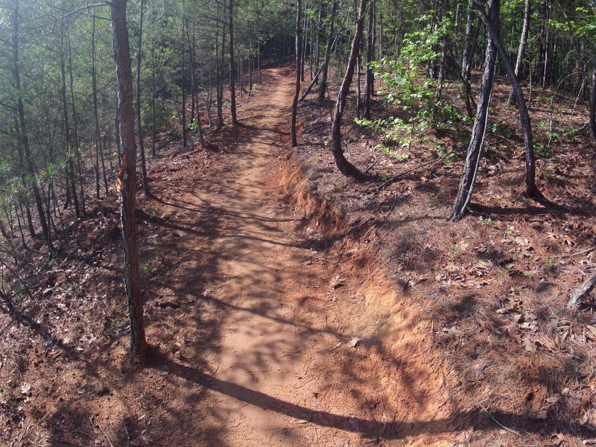 A winding dirt path surrounded by trees in a forest, with sunlight filtering through the leaves and casting shadows on the ground. The path is bordered by pine needles and earthy soil, indicating a natural woodland setting. Allatoona Creek Park mountain bike trail.
