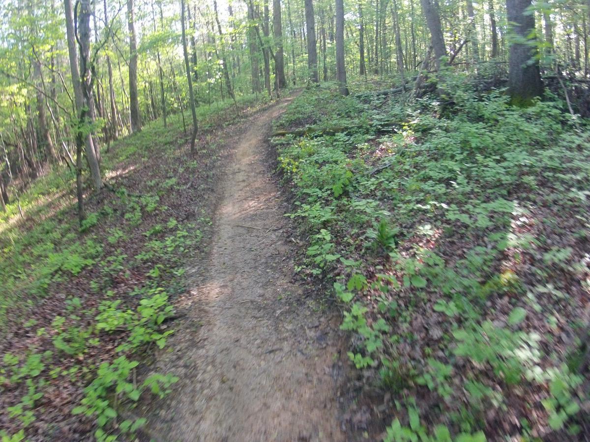A narrow dirt path winding through a lush green forest, surrounded by trees and underbrush. Sunlight filters through the leaves, creating a serene outdoor atmosphere. Allatoona Creek Park mountain bike trail.