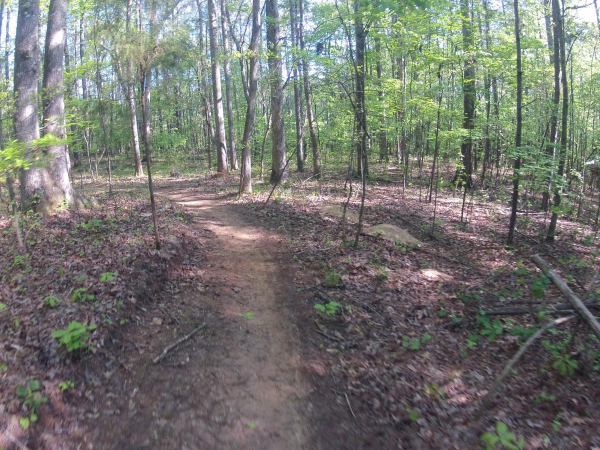A winding dirt path through a lush green forest, surrounded by tall trees and scattered leaves on the ground, creating a serene natural atmosphere. Allatoona Creek Park mountain bike trail.
