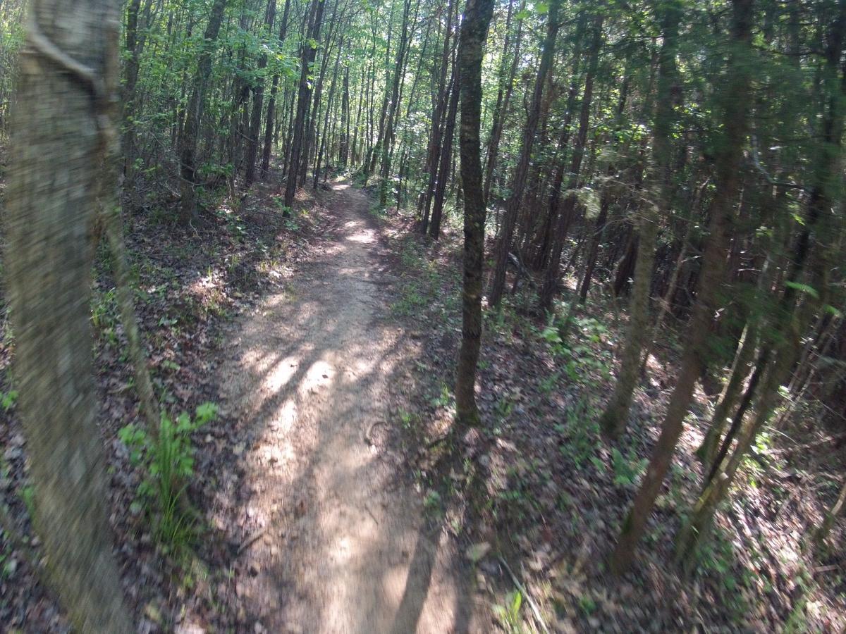 A narrow dirt trail winding through a dense forest with tall trees, dappled sunlight filtering through the leaves, and scattered fallen leaves on the ground. Allatoona Creek Park mountain bike trail.