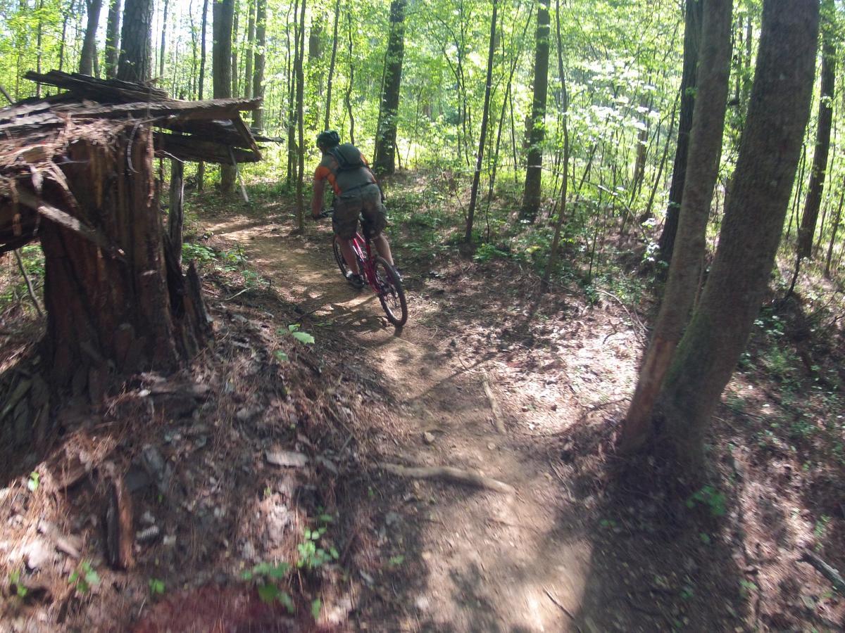 A person riding a mountain bike on a winding dirt trail through a lush green forest, with sunlight filtering through the trees. A partially fallen tree structure is visible to the left of the path. Allatoona Creek Park mountain bike trail.
