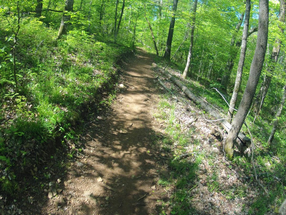 A narrow dirt path winding through a lush green forest, bordered by trees and patches of grass. Sunlight filters through the leaves, creating dappled shadows on the trail's surface. Allatoona Creek Park mountain bike trail.