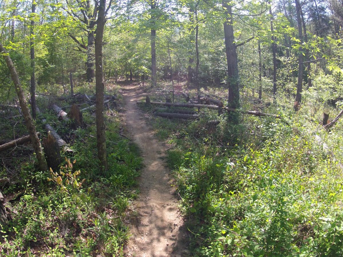  Allatoona Creek Park mountain bike trail.