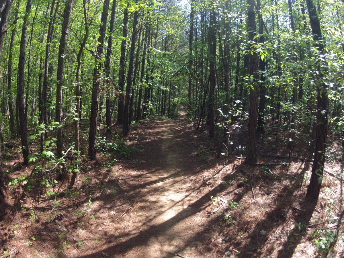 A sunlit forest path surrounded by tall trees, with vibrant green leaves and soft earthy ground, inviting exploration and a sense of tranquility. Allatoona Creek Park mountain bike trail.