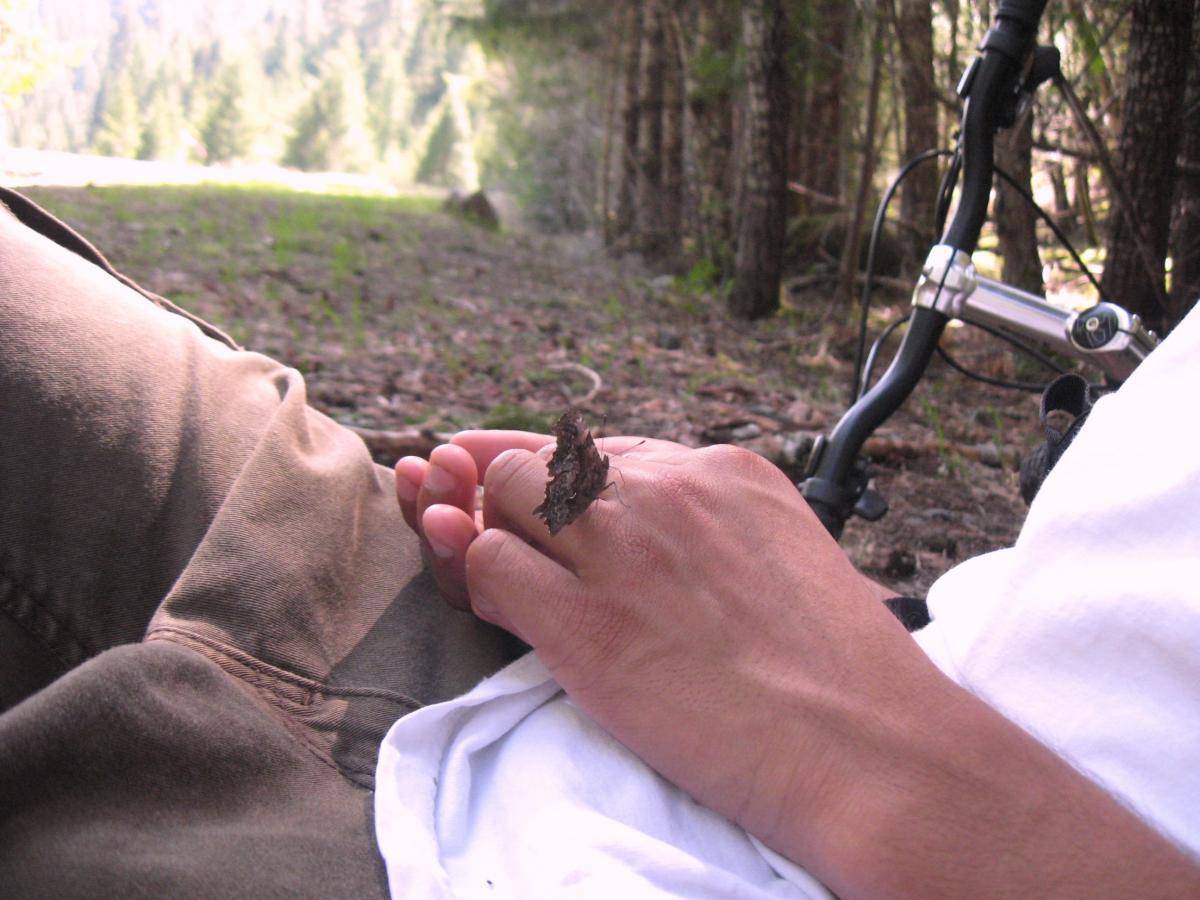 A close-up of a person's hand resting on their leg, with a butterfly perched on their hand. In the background, a serene forest setting is visible, with trees and greenery. A bicycle is leaning nearby, suggesting a peaceful outdoor moment. Mckenzie River Trail mountain bike trail.