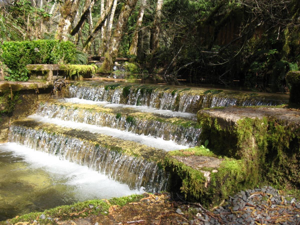 A tranquil scene of a cascading waterfall over stone steps in a lush forest. The water flows gently, surrounded by vibrant green moss and plants, with trees in the background creating a serene, natural setting. Mckenzie River Trail mountain bike trail.