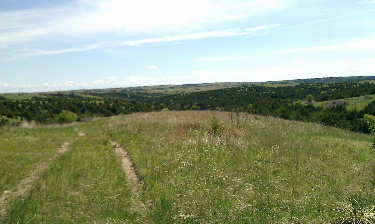 A panoramic view of a lush, grassy landscape featuring rolling hills and scattered trees under a bright blue sky with wispy clouds. In the foreground, a dirt path winds through the tall grass, leading into the scenic countryside. Potters Pastures mountain bike trail.